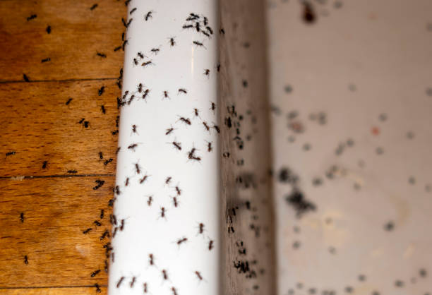 Best Pest Control Near Me  in Garfield, NJ